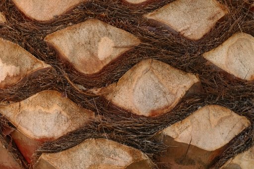 P1260218 (512x341).jpg