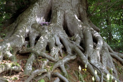 Wurzelwerk.jpg
