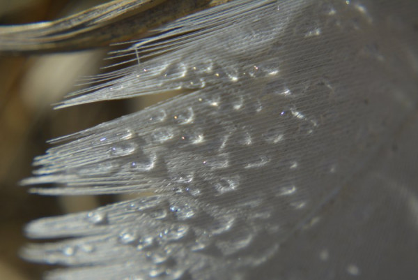 Was ist das (51).JPG