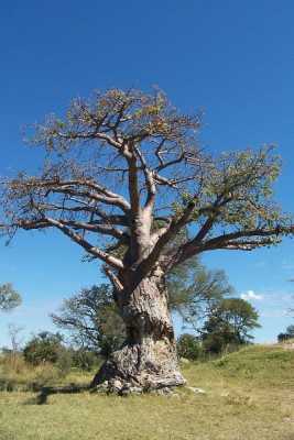 Baobab.jpg