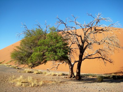 Kameldornbäume bei Düne 45.jpg