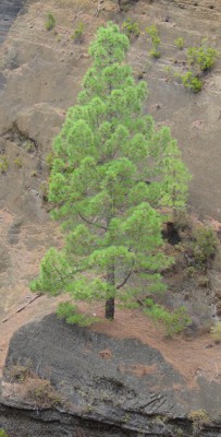 Baum auf einem Fels 1.jpg