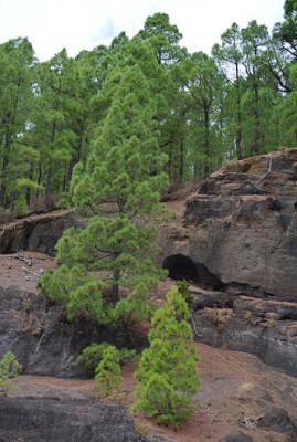 Bäume auf den Felsen 1.jpg