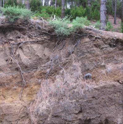 offenes Wurzelwerk 1.jpg