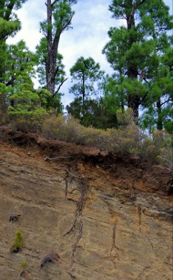 Pfahlwurzeln einer kanarischen Kiefer 1.jpg