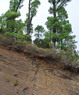 Wurzeln der Bäume.jpg