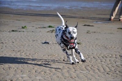 Strand Spiekeroog.jpg