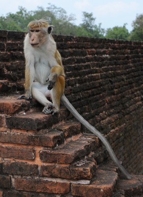 2012-Sri Lanka-14022011-1332-075.jpg
