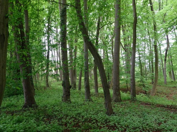 Wald vor der Haustürs.JPG