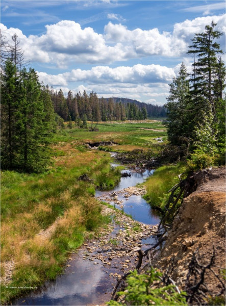 Oderteich_2019 08 08_0056 b.jpg