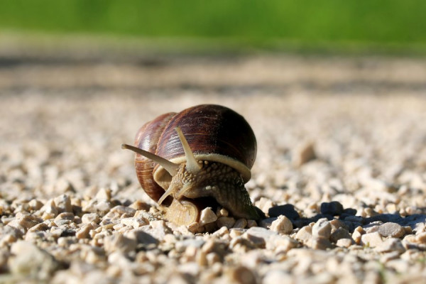 Weinbergschnecke2.jpg