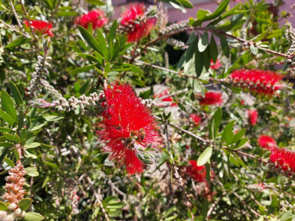 20240421_131508 Callistemon speciosus Zylinderputzers.jpg