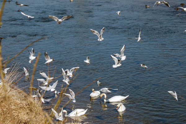 Szenen an der Iller.jpg