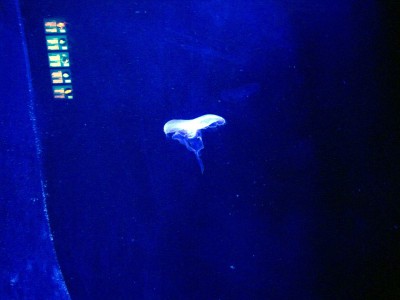 IMG_5119 (Andere).jpg