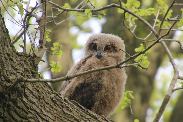 2017-05-13_5259_Duvenstedter Brook.JPG