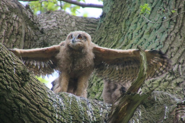 2017-05-13_5203_Duvenstedter Brook.JPG