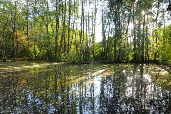 _Naturschutzgebiet in Graz (Österreich) 1220344.jpeg