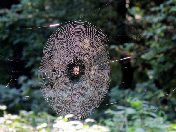 Spinnennetz.jpg
