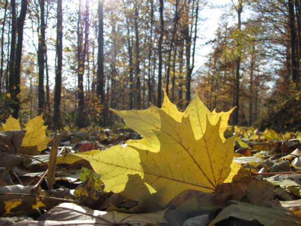 Herbstlaub.JPG