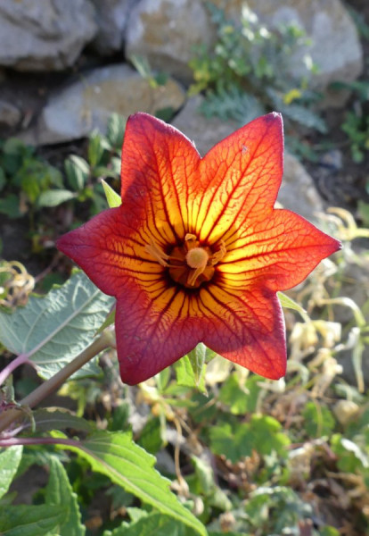 Blühende Schönheit.JPG