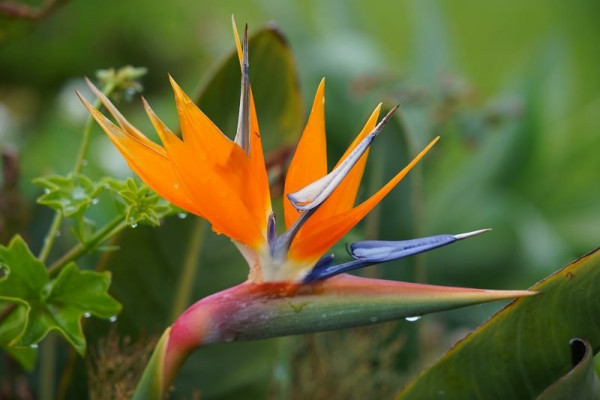 k-Funchal Botanico (27).JPG