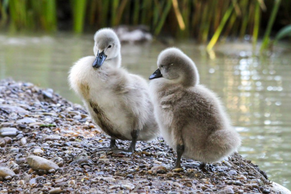 Schwanen-Kükem.jpg