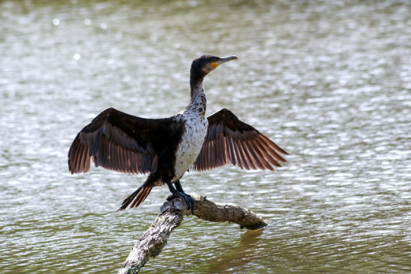 Kormoran_Jungvogel.jpg