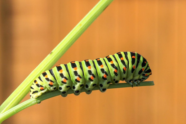 Raupe_Schwalbenschwanz.jpg