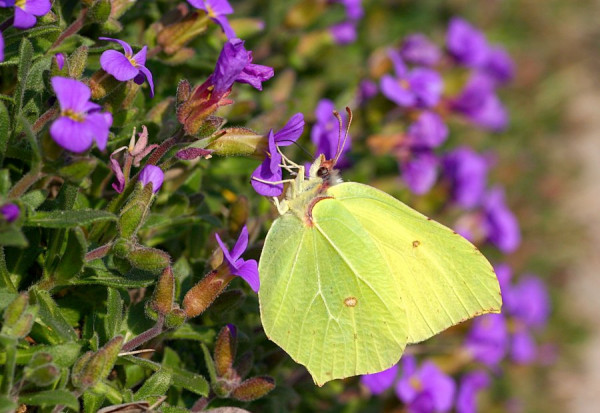 Zitronenfalter.jpg