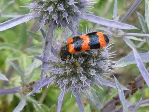 Gemeiner Bienenkäfer.JPG
