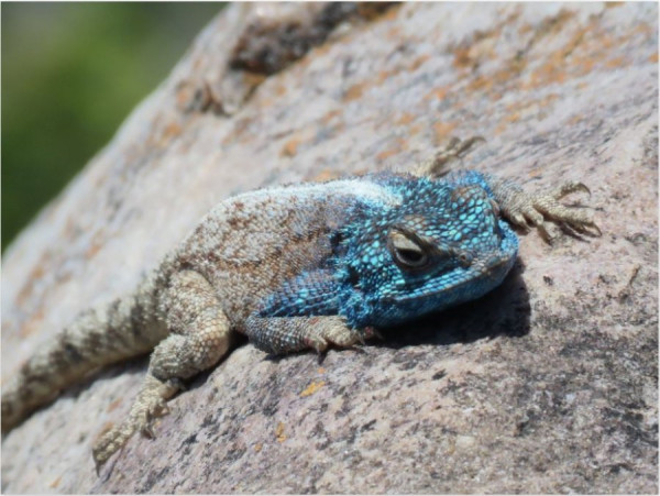 Rock Agama.JPG