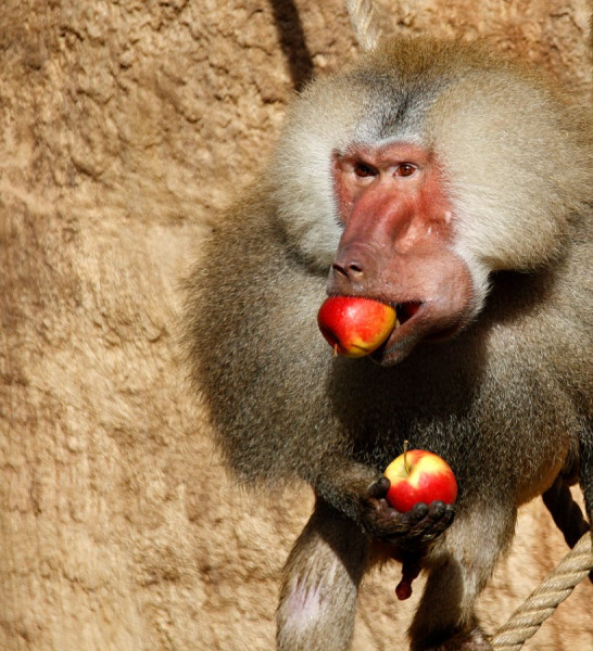 Affe mit Apfel 1.jpg