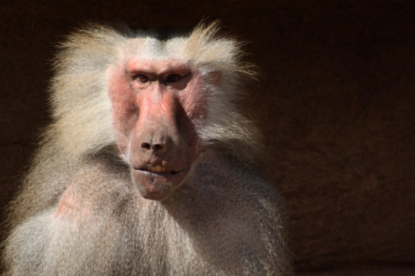 Weisser Affe.jpg