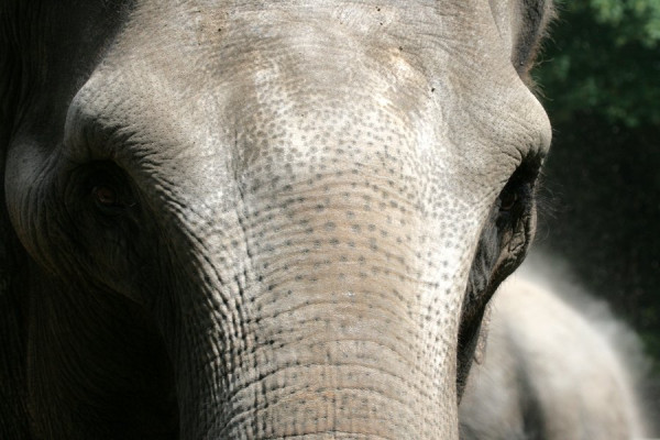 2014-06-26_2731_Elefant.JPG