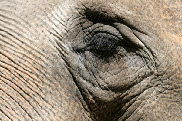 2014-06-26_2726_Elefantenauge.JPG