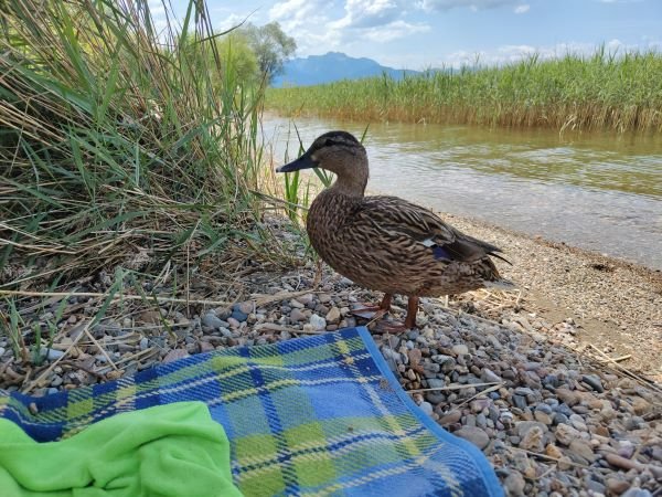 Ente, frech und unerschrocken.jpg