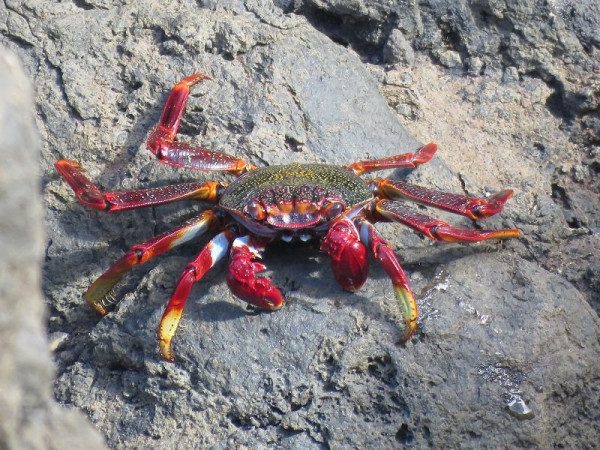 k-Porto Moniz (6).JPG