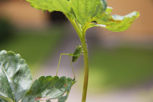 heuschrecke im erdbeertopf.jpg