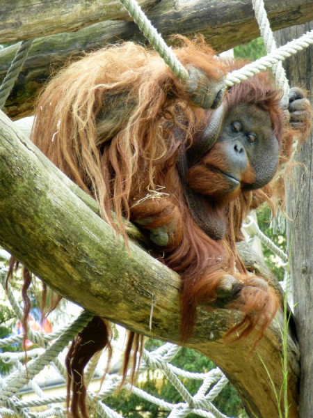 orang-utan.jpg