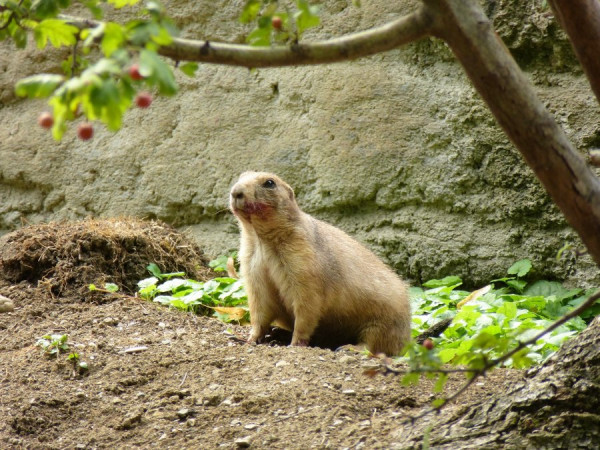 präriehund.jpg