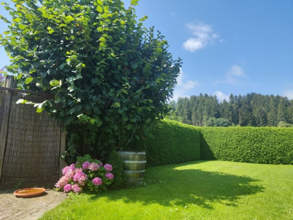 Schatten vom Strauch.jpg