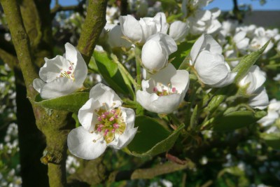 Obstblüte.jpg