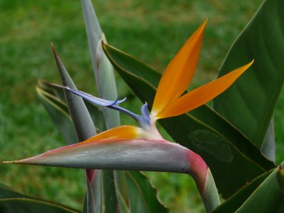 Strelizie Panasonic DMC FZ 18.JPG