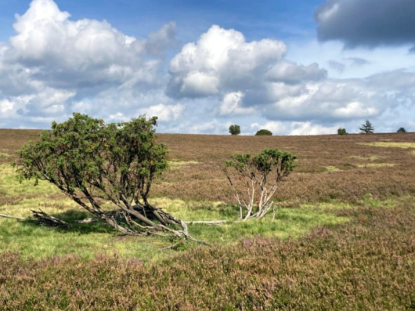 2023-09-22 12.40.29_Heide.jpg