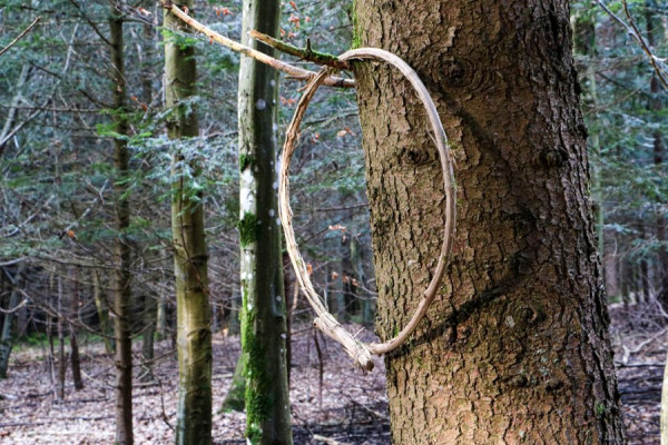 Ein O im Wald.jpg