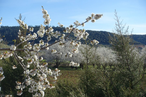 DSC01568 Kirschbaumblüte im mittleren Atlass.JPG