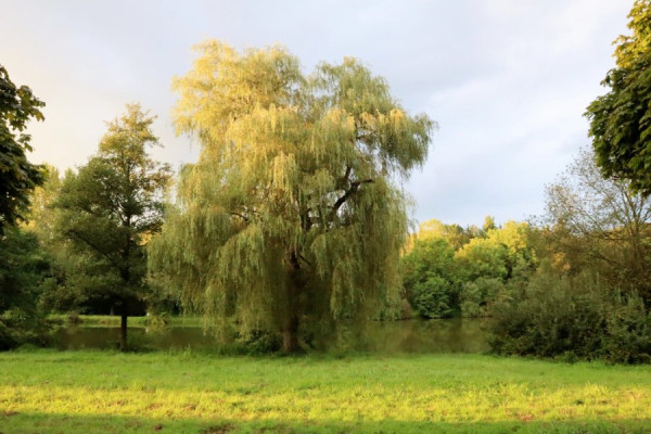 bous 09092024 klein.jpg