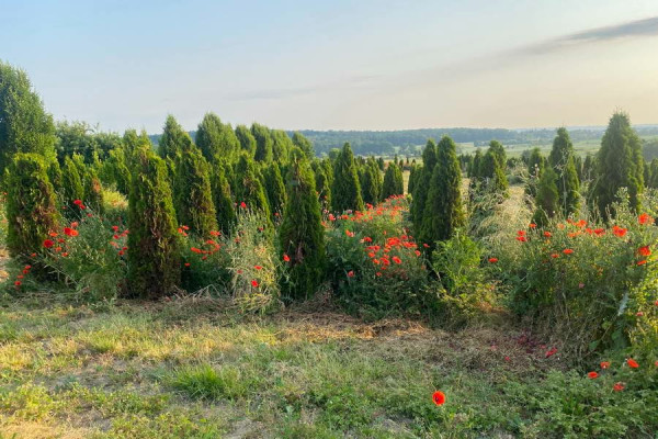 uu1xtmqi_1_img_5763 (1)_Bildgröße ändern.jpg