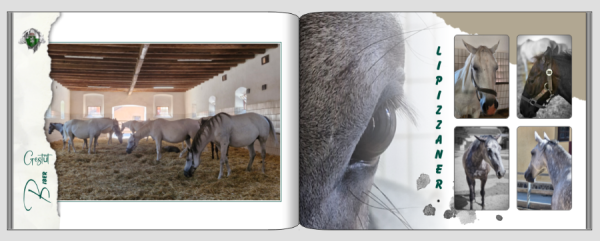 Screenshot (323).png