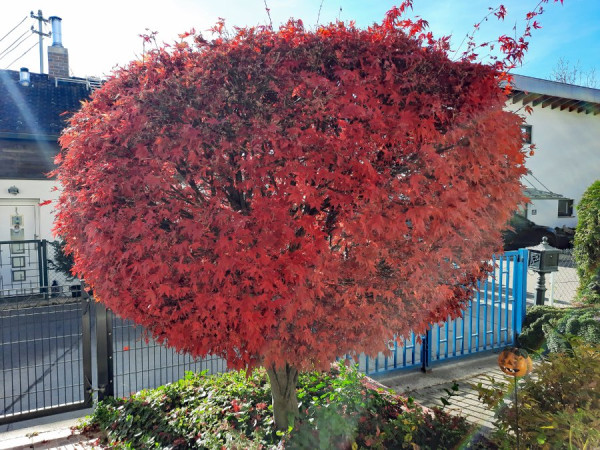 Roter Fächerahorn.jpg